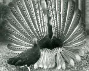 Uma exibição masculina de Argus PheasantGreat Argus, com uma mulher ao lado dele, Zoológico de Londres, janeiro de 1926 de Frederick William Bond