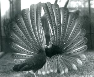 Uma exibição masculina de Argus PheasantGreat Argus, com uma mulher ao lado dele, Zoológico de Londres, janeiro de 1926 de Frederick William Bond