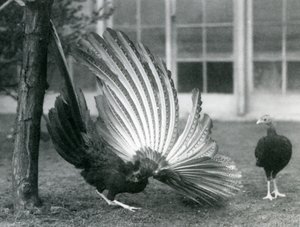 Um macho Argus Faisão, ou Grande Argus, exibindo suas penas de asa e cauda, enquanto uma fêmea está à sua frente, o Zoológico de Londres, janeiro de 1926 de Frederick William Bond