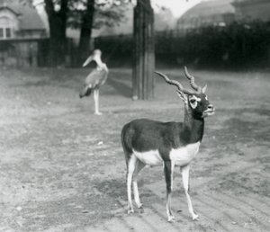Um Blackbuck macho ou Antílope Indiano em pé num paddock no Jardim Zoológico de Londres, Outubro de 1926 (foto a p/b) de Frederick William Bond