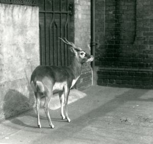 Um macho Blackbuck de pé em seu recinto no zoológico de Londres em junho de 1925 de Frederick William Bond
