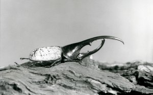 Um macho Hercules Beetle descansando na casca no zoológico de Londres de Frederick William Bond