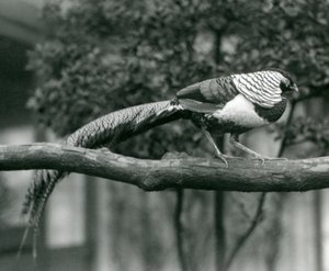 Um, macho, senhora, amhersts, faisão, andar, ao longo, um, horizontal, ramo, em, londres, jardim zoológico, em, 1926 de Frederick William Bond