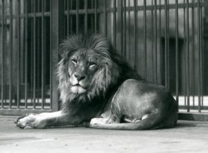 Um, macho, leão, mentindo, contra, a, barras, de, seu, cercar, londres, jardim zoológico, setembro, 1927 de Frederick William Bond
