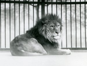 Um Leão macho descansando em seu recinto no Zoológico de Londres em março de 1925 (foto a p/b) de Frederick William Bond