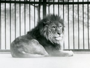 Um Leão macho descansando em seu recinto no Zoológico de Londres em março de 1925 de Frederick William Bond