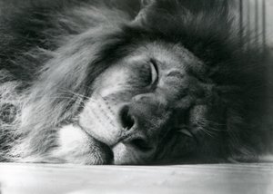 Um leão macho dormindo em seu recinto no zoológico de Londres em 1924 de Frederick William Bond