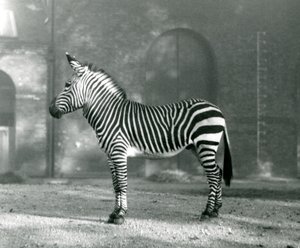 Uma zebra de montanha masculina x Hartmanns Mountain Zebra que está em seu paddock no jardim zoológico de Londres em setembro de 1927 de Frederick William Bond