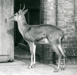 Um macho Southern Reedbuck Common ou Reitbok de pé ao lado da casa antelope, London Zoo, 6 de outubro de 1927 de Frederick William Bond