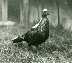 Um macho Swinhoes Pheasant no Zoológico de Londres, em setembro de 1923 de Frederick William Bond