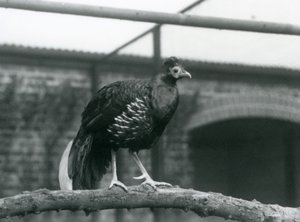 Um Faisão/Crested Fireback macho Veilot