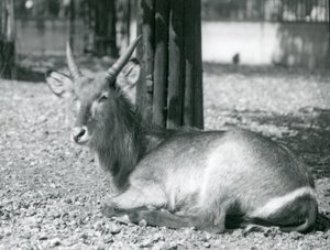 Um, waterbuck masculino, Kobus, ellipsiprymnus, sentando, em, seu, cercar, em, jardim zoológico londres, década de 1920 de Frederick William Bond