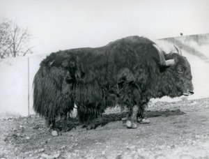 Um iaque macho em pé no seu paddock no Jardim Zoológico de Londres em 1928 (foto a p/b) de Frederick William Bond