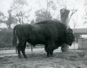 Um bisonte europeu do malebull que está na grama em seu prado. Zoológico de Londres, outubro de 1927. Os vulneráveis bisontes europeus também são conhecidos como Wisent, ou European Wood Bison. de Frederick William Bond