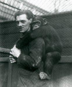 Um homem carrega Chimpanzé Sally de costas, zoológico de Londres, 1924 de Frederick William Bond