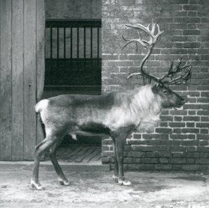 Um cervo maduro da rena que está em seu prado no jardim zoológico de Londres em 1925 de Frederick William Bond