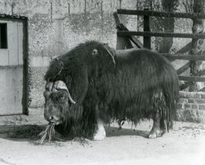 Um touro Muskox maduro, também soletrado boi almiscarado e Musk-ox de pé, comendo em seu paddock no zoológico de Londres em 1931 (foto a p/b)