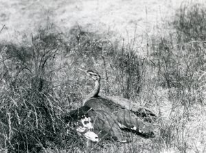 Um Bustard Árabe quase ameaçado, abrindo suas asas, perto do chão, entre uma área de grama alta, o Zoológico de Londres, em julho de 1925 de Frederick William Bond