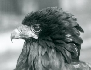 Uma quase ameaçada Bateleur Eagle no zoológico de Londres em 1927 de Frederick William Bond