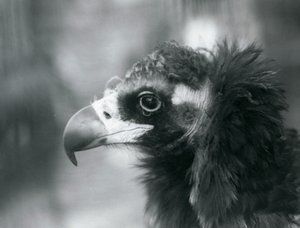 Um Abutre-preto Eurasiano quase ameaçado no Zoológico de Londres, 1927