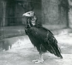 Abutre-preto-eurasiático quase ameaçado em pé no zoológico de Londres, 1927 de Frederick William Bond