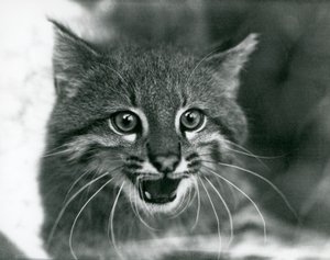 Um gato Pampas/Pantanal Cat/Colocolo quase ameaçado no Jardim Zoológico de Londres em 1929 (foto a p/b) de Frederick William Bond