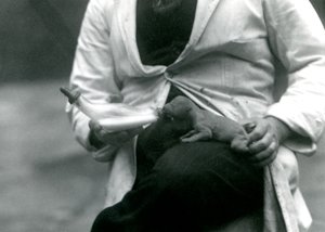 Um, recém-nascido, filhote leão, sendo, garrafa, alimentado, por, seu, keeper, londres, jardim zoológico, 1923 de Frederick William Bond