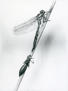 Uma recém-emergida libélula de anéis dourados repousa sobre uma palheta acima de sua concha larval vazia, ou exúvia, zoológico de Londres, 1925