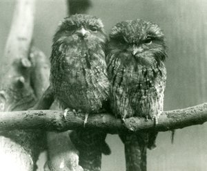 Um par de Tawny Frogmouths sentado em um galho no zoológico de Londres em 1924 de Frederick William Bond
