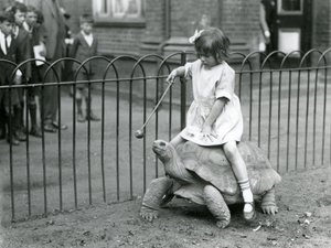 Uma menina pequena, Betty, segura uma vara com uma maçã no final para levar a Tartaruga Gigante que ela está montando, Zoológico de Londres, 1924 de Frederick William Bond