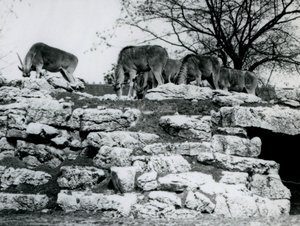 Um, pequeno, rebanho, de, eland comum, pastar, amongst, a, pedras, em, a, elandantelope paddock, em, londres, jardim zoológico, em, junho, 1925 de Frederick William Bond