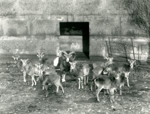 Um pequeno rebanho de Mouflon no zoológico de Londres em novembro de 1926 de Frederick William Bond