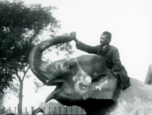 Um, treinador, sentando, montado, a, pescoço, de, um, decorado, elefante indiano, enquanto, chegando, expedir, para, segurar, a, fim, de, seu, invertido, tronco, londres, jardim zoológico, 1927 de Frederick William Bond