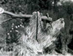 Uma preguiça de dois dedos pendurada em um galho cortado, que é mantido por um guardião, o zoológico de Londres, em setembro de 1925 de Frederick William Bond