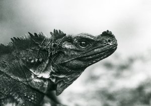 Um lagarto Sailfin Lizard vulnerável no Jardim Zoológico de Londres em 1928 (foto a p/b) de Frederick William Bond