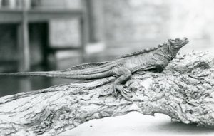 Um lagarto Sailfin Lizard vulnerável descansando em um tronco no Zoológico de Londres em 1928 (foto a p/b) de Frederick William Bond