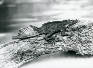 Um lagarto Sailfin Lizard vulnerável, com a cauda danificada, descansando em um tronco no Zoológico de Londres em 1929 (foto a p/b) de Frederick William Bond