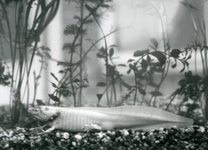 Uma Salamandra Axolotl /Mexicana branca descansando sobre cascalho no chão de um tanque no Zoo de Londres em 1928 (foto a p/b)