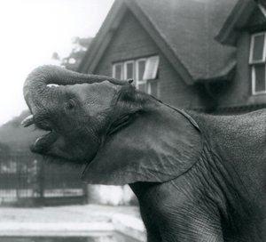 Um, jovem, elefante africano, com, seu, tronco, levantado, ligado, seu, testa, londres, jardim zoológico, agosto, 1925