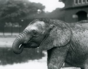 Um jovem elefante africano com o final de seu tronco na boca, zoológico de Londres, agosto de 1925 de Frederick William Bond