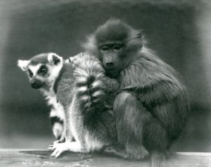 Um jovem babuíno abraça-se a um lêmure de cauda anelada em um feixe, o zoológico de Londres, 1925 de Frederick William Bond