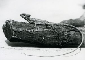 Um jovem Lagarto Basilisco descansando em um tronco no Zoológico de Londres em agosto de 1928 (foto a p/b) de Frederick William Bond