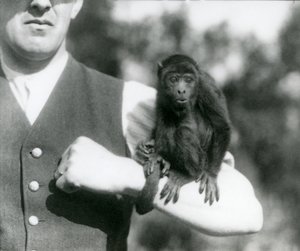 Um jovem Black Howler Monkey senta-se no braço de um homem com a sua cauda preênsil enrolada no pulso, London Zoo, 1923 (bw photo) de Frederick William Bond
