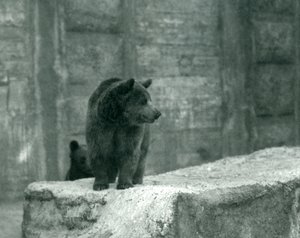 Um jovem urso pardo no zoológico de Londres, em junho de 1914 de Frederick William Bond