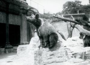 Um, jovem, urso marrom, sentando, ligado, um, rocha, em, a, primeiro plano, com, outro, andar, atrás de, e, terceiro, dormir, ligado, um, ramo, londres, jardim zoológico, agosto, 1913 de Frederick William Bond