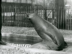 Um Elefante Selvagem jovem que chega para trás, ao Zoológico de Londres de Frederick William Bond