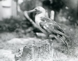 Um jovem Gannet em pé num tronco de árvore no Jardim Zoológico de Londres em 1929 (foto a p/b) de Frederick William Bond