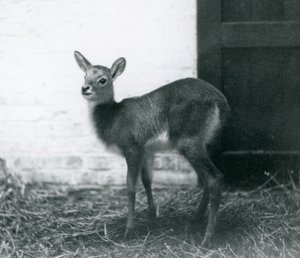 Um, jovem, Lechwe, ficar, feno, londres, jardim zoológico, janeiro, 1926 de Frederick William Bond