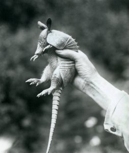 Um jovem tatu de nove pontas, tatuado em um tufo longo e com nove tiras, preso em uma mão de guardião, o zoológico de Londres, em agosto de 1926 de Frederick William Bond