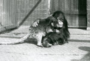 Um jovem Orangotango abraça um Canguru de Árvore no Jardim Zoológico de Londres em 1927 (foto a p/b) de Frederick William Bond